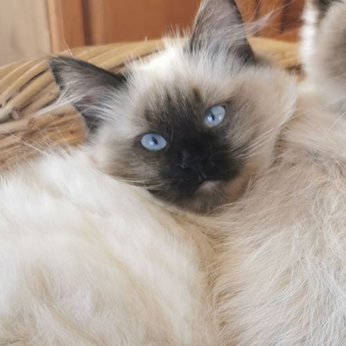 Chaton sibérien à adopter #1