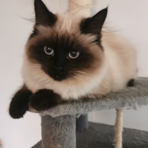 Chaton sibérien à adopter