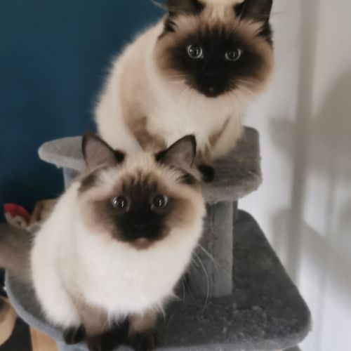 Chaton sibérien à adopter #4