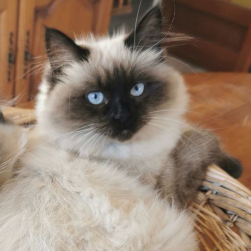 Chaton sibérien à adopter #7