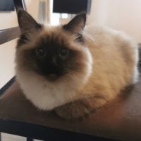 Chaton sibérien à adopter #2