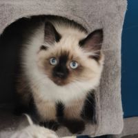 Chaton sibérien à adopter #5