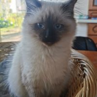 Chaton sibérien à adopter #6