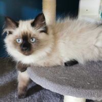 Chaton sibérien à adopter #8