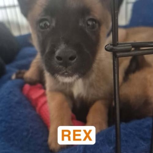 Chien rex à l adoption #0