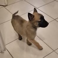 Chien rex à l adoption #2