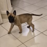 Chien rex à l adoption #3