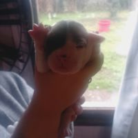 A réserver 7 magnifique chiots bulldog continental