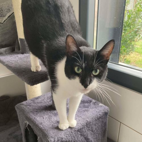 Doucette, adorable chatte à l'adoption #1