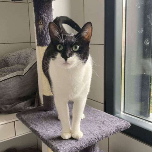 Doucette, adorable chatte à l'adoption #2