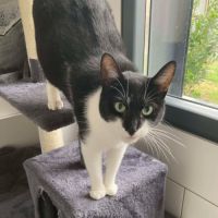 Doucette, adorable chatte à l'adoption #1