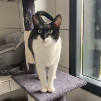 Doucette, adorable chatte à l'adoption #2