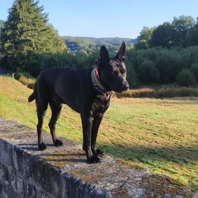 A donner contre bons soins #0