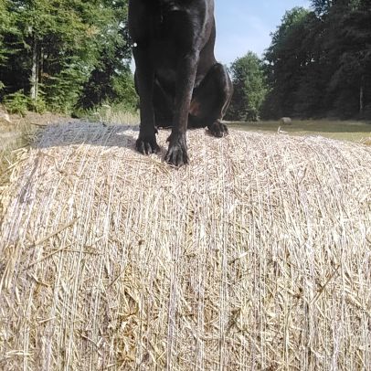 A donner contre bons soins #2