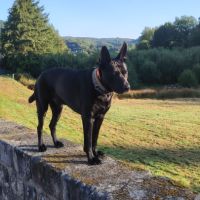 A donner contre bons soins