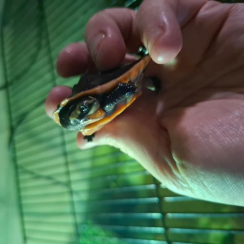 Emydura subglobosa juvénile #1