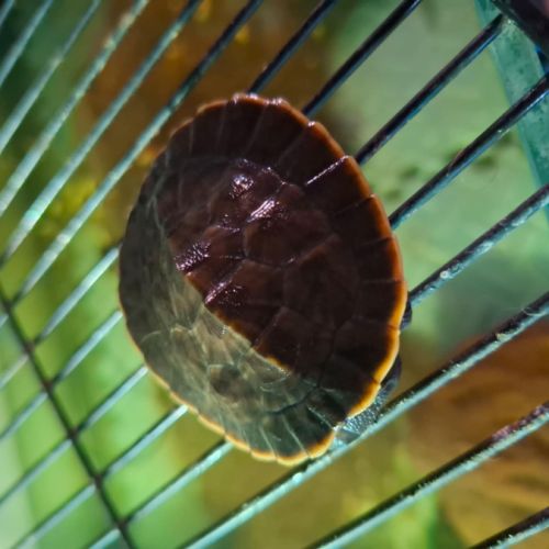 Emydura subglobosa juvénile #2