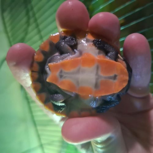 Emydura subglobosa juvénile