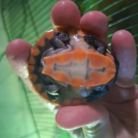 Emydura subglobosa juvénile