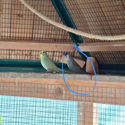 Perruches ondulées #2