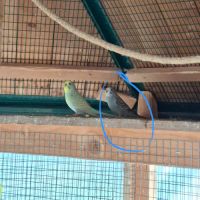 Perruches ondulées #2