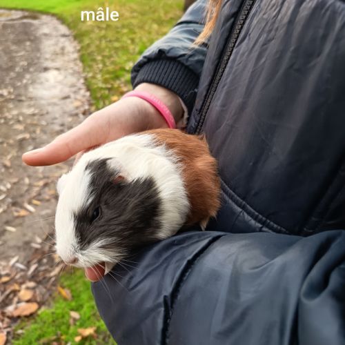 3 petits mâles cochons d'inde sevrés #1