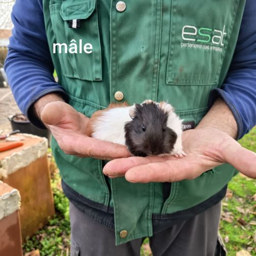 3 petits mâles cochons d'inde sevrés #2