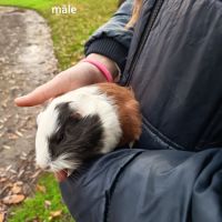 3 petits mâles cochons d'inde sevrés #1