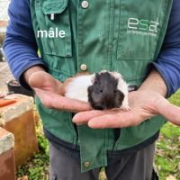 3 petits mâles cochons d'inde sevrés #2