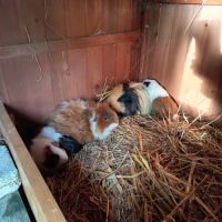 3 petits mâles cochons d'inde sevrés #0