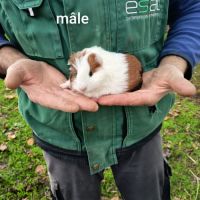 3 petits mâles cochons d'inde sevrés #4