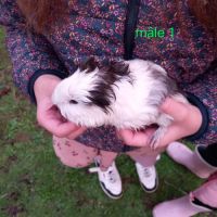 3 petits mâles cochons d'inde sevrés #5