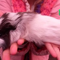 3 petits mâles cochons d'inde sevrés #6