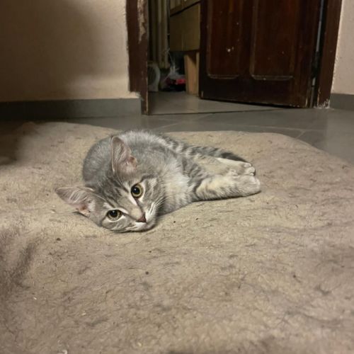 Sora, adorable chaton à l'adoption #2