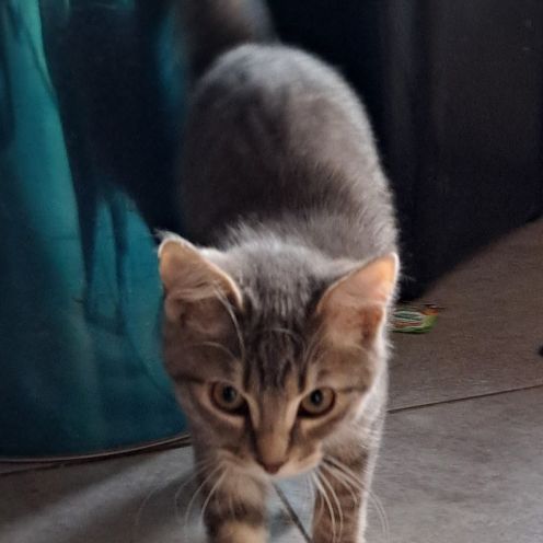 Sora, adorable chaton à l'adoption #3