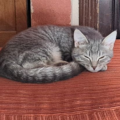 Sora, adorable chaton à l'adoption #4