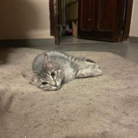 Sora, adorable chaton à l'adoption #2