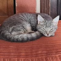 Sora, adorable chaton à l'adoption #4