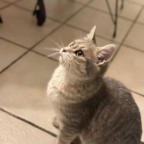 Isao, adorable chatonne à l'adoption #4