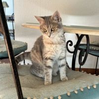 Isao, adorable chatonne à l'adoption