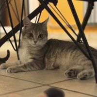 Isao, adorable chatonne à l'adoption #2