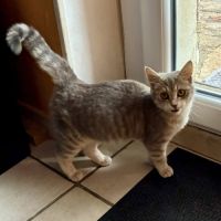 Isao, adorable chatonne à l'adoption #3