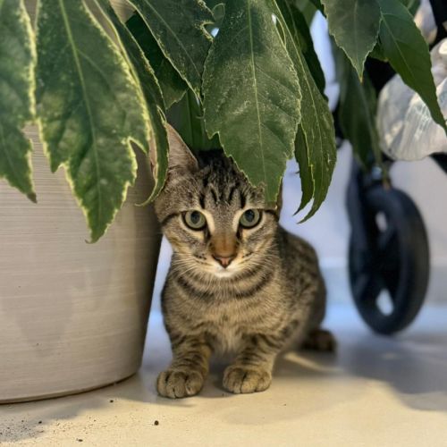 Haribo, adorable petit mâle à l'adoption #1