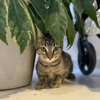 Haribo, adorable petit mâle à l'adoption #1