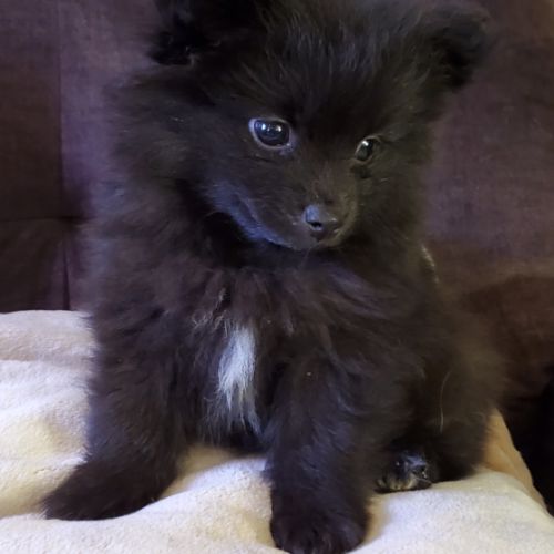Chiots pomsky f3 mini #2