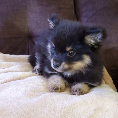 Chiots pomsky f3 mini #3
