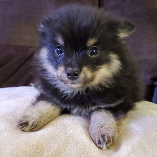 Chiots pomsky f3 mini #5