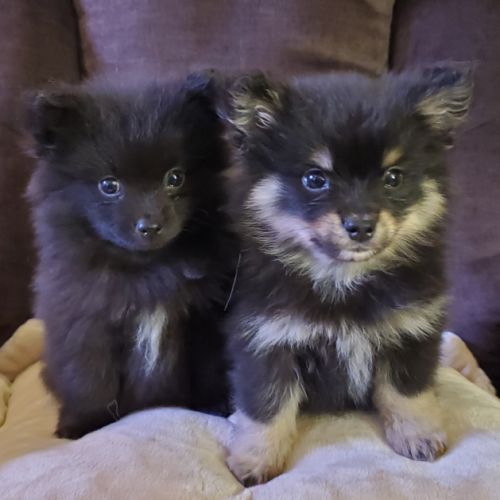 Chiots pomsky f3 mini #6