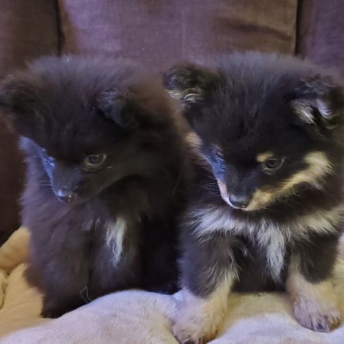 Chiots pomsky f3 mini #7