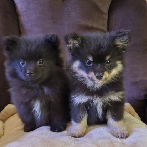 Chiots pomsky f3 mini #0